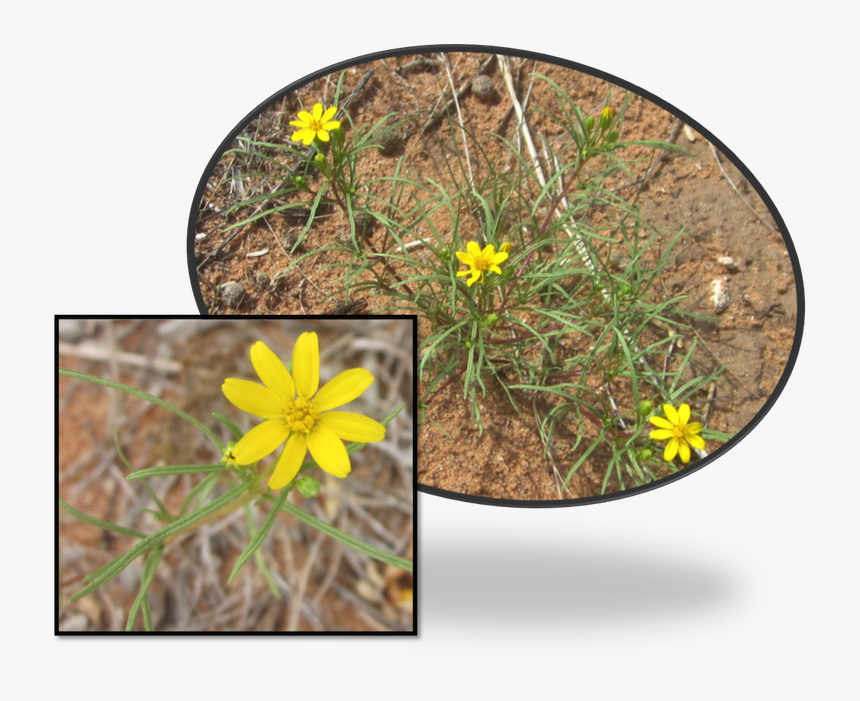 Limoncillo Thick, Grass-like Leaves Are Covered With - African Daisy, HD Png Download