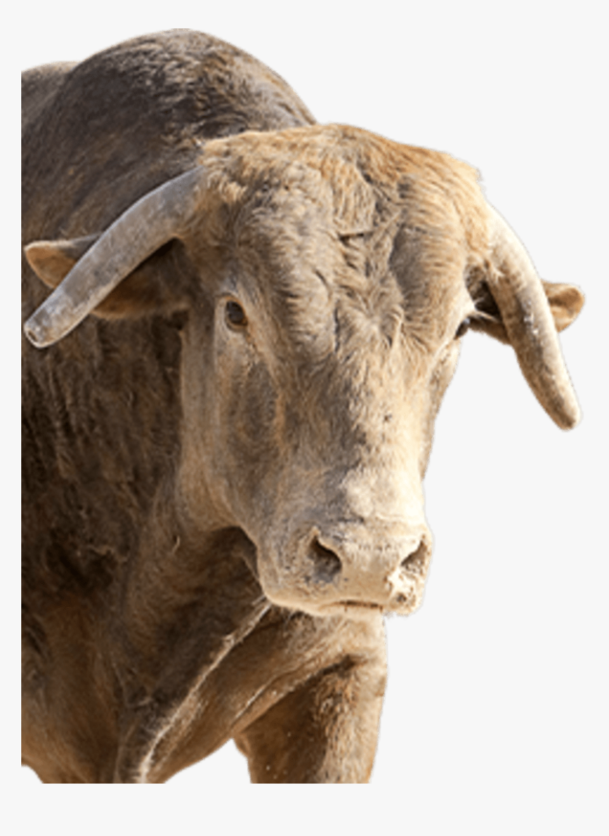 Pbr Cochise, HD Png Download