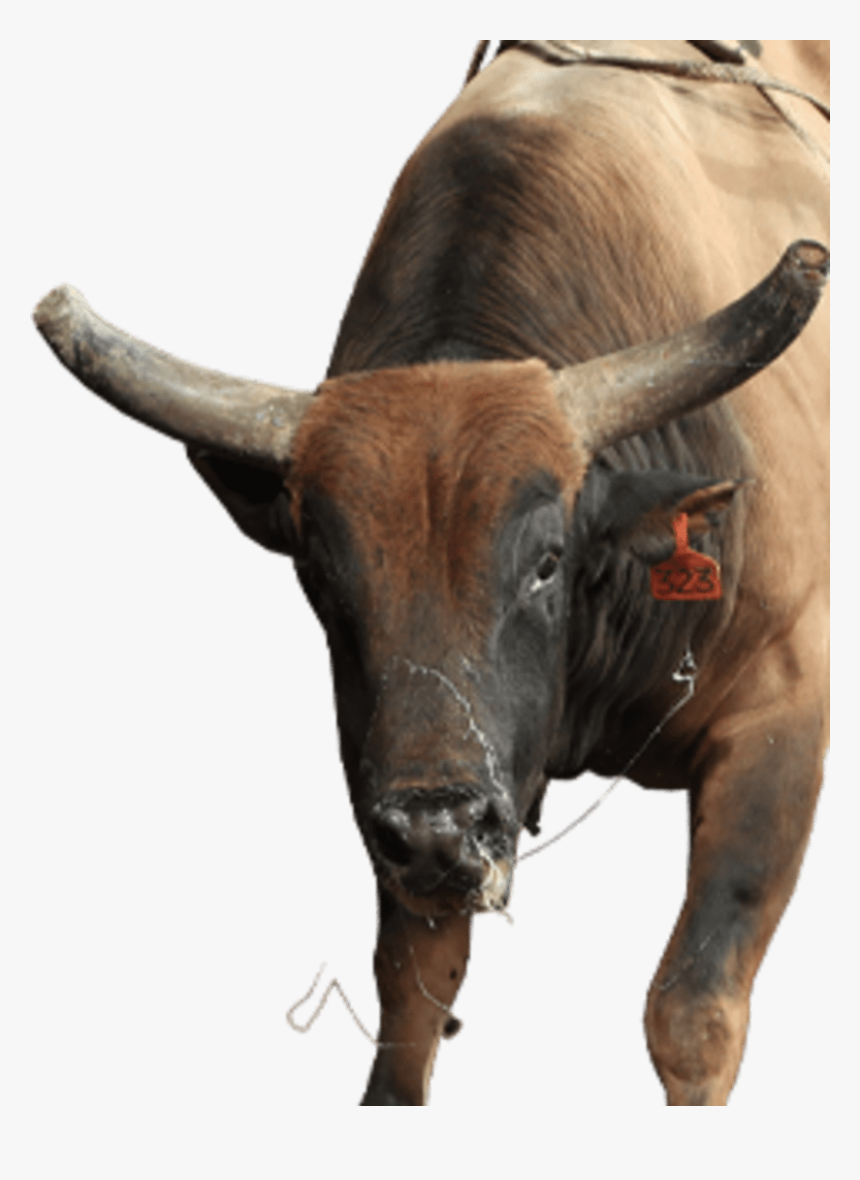 Legit Bull, HD Png Download
