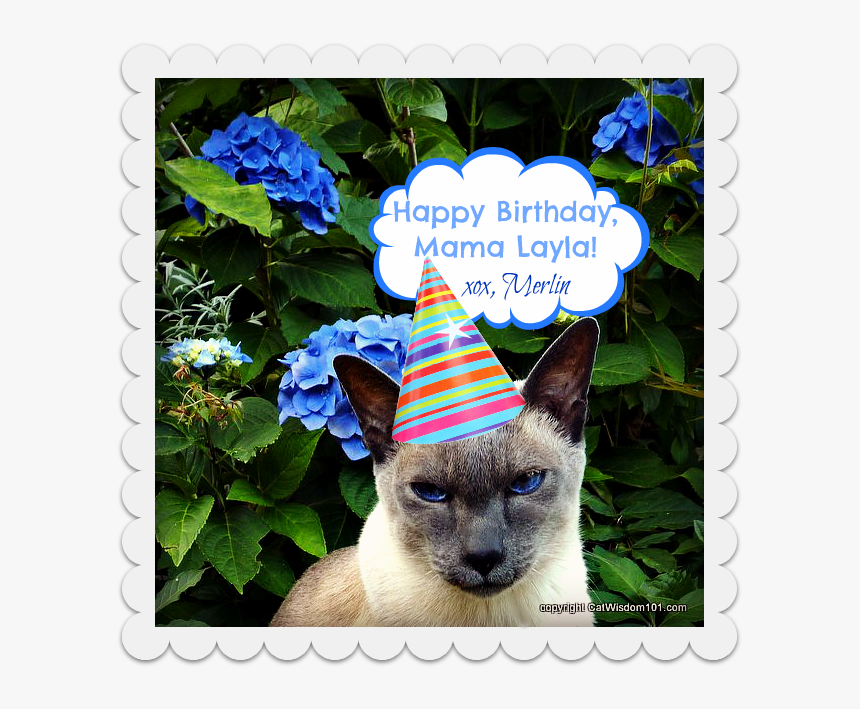 Birthday Cat Monday Merlin Surprise - Happy Dtac, HD Png Download