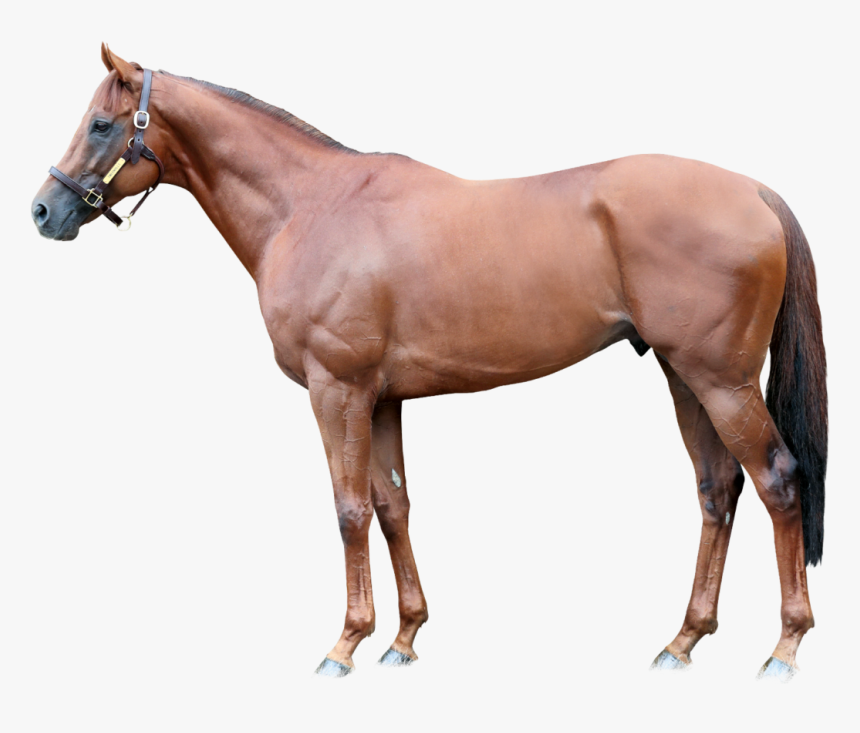 Lspear Foreground - Teofilo Stallion, HD Png Download