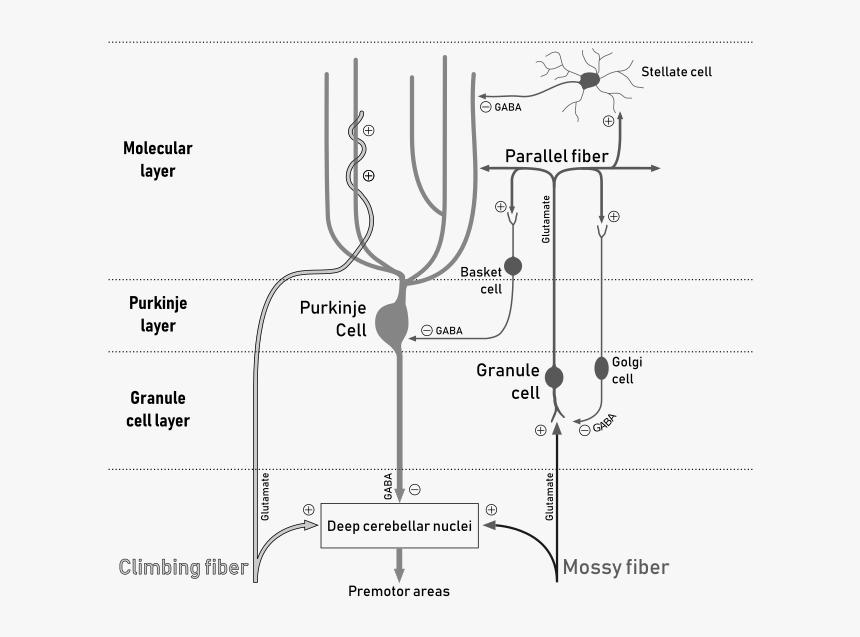 File - Cerebellar Circuit - Svg - Cerebellar Circuit, HD Png Download