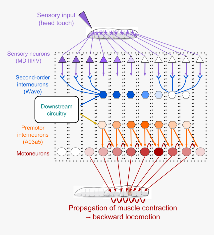 Diagram, HD Png Download