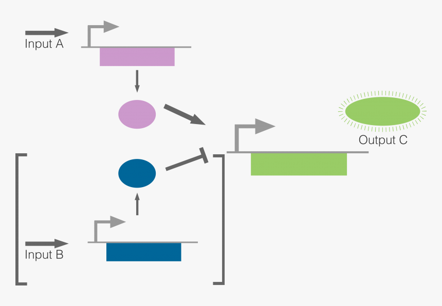 Diagram, HD Png Download