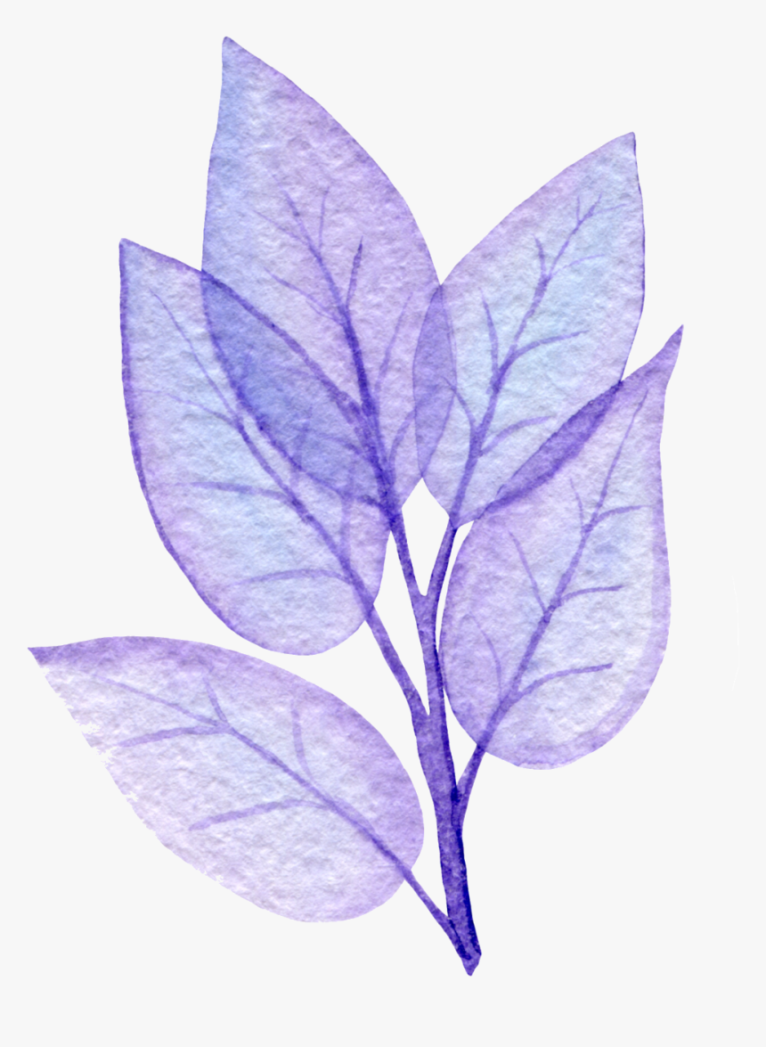 Black Gum, HD Png Download