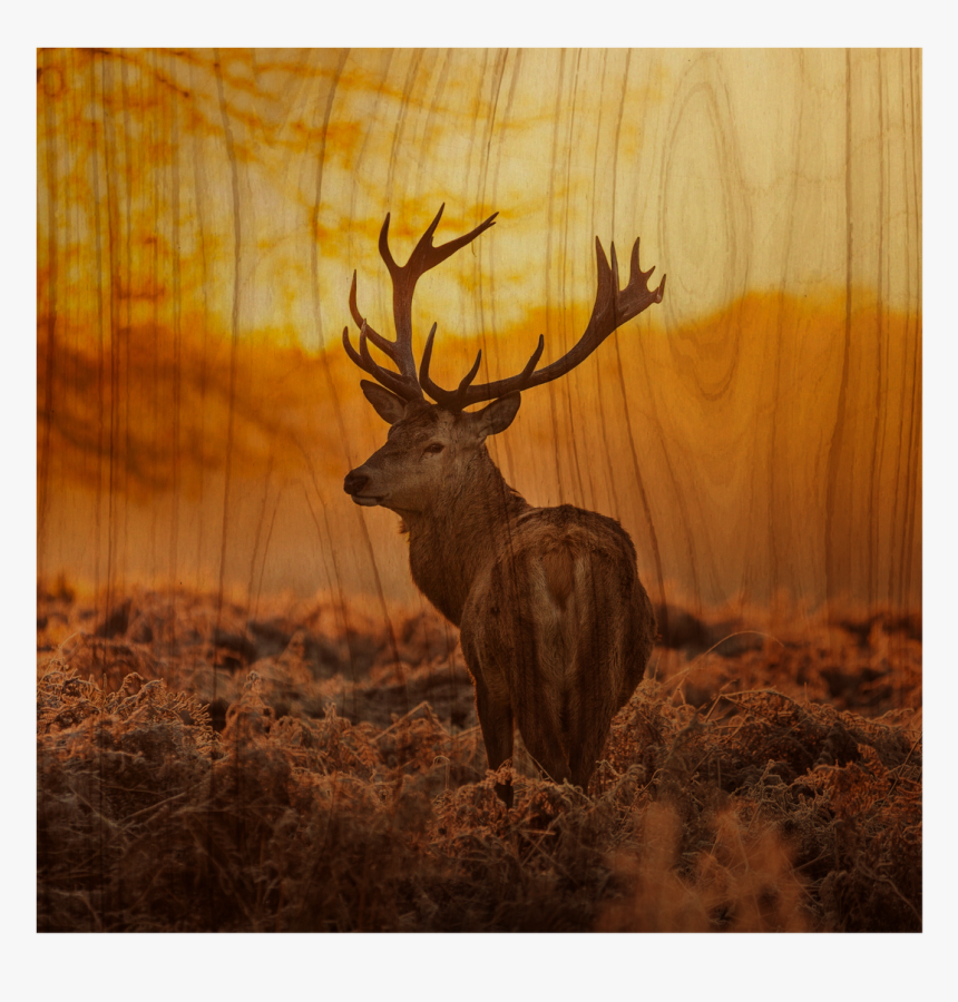 Wood Wall Art/prints, HD Png Download