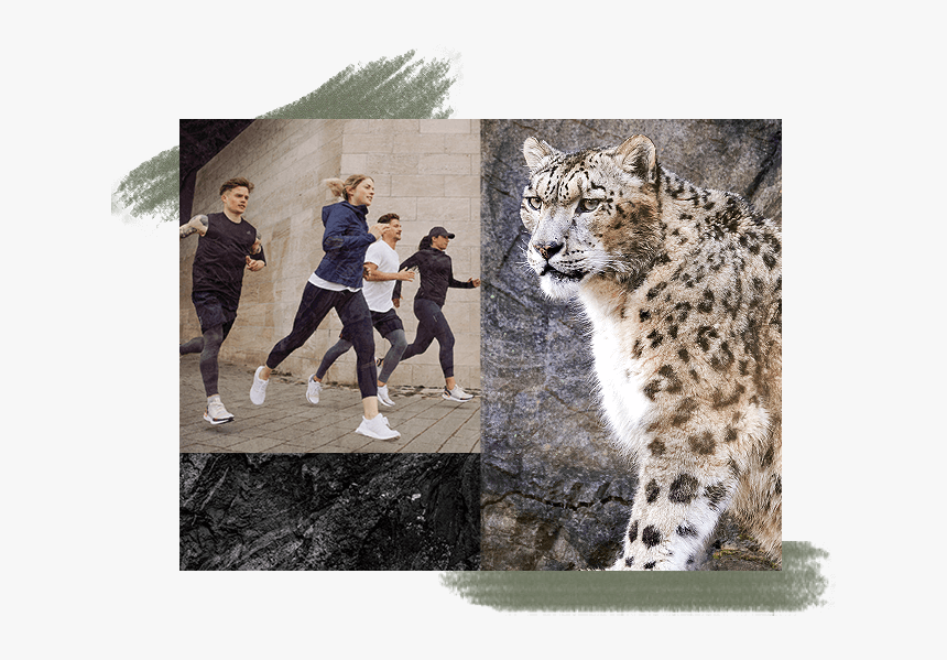 Snow Leopard Png, Transparent Png