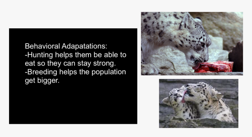 Picture, HD Png Download