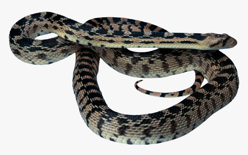 Snake Png Image Picture Download Free, Transparent Png