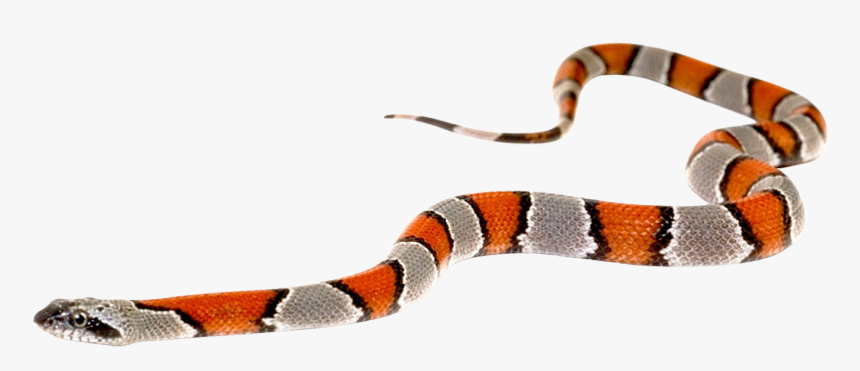 Free Png Snake Png Images Transparent, Png Download