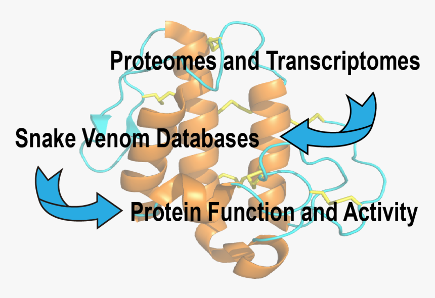 Venom Snake Png, Transparent Png