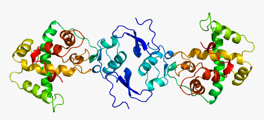 Protein Sparc Pdb 1bmo, HD Png Download