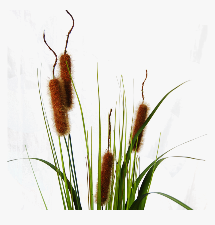Download Typha Cattail Png Image With No Background, Transparent Png