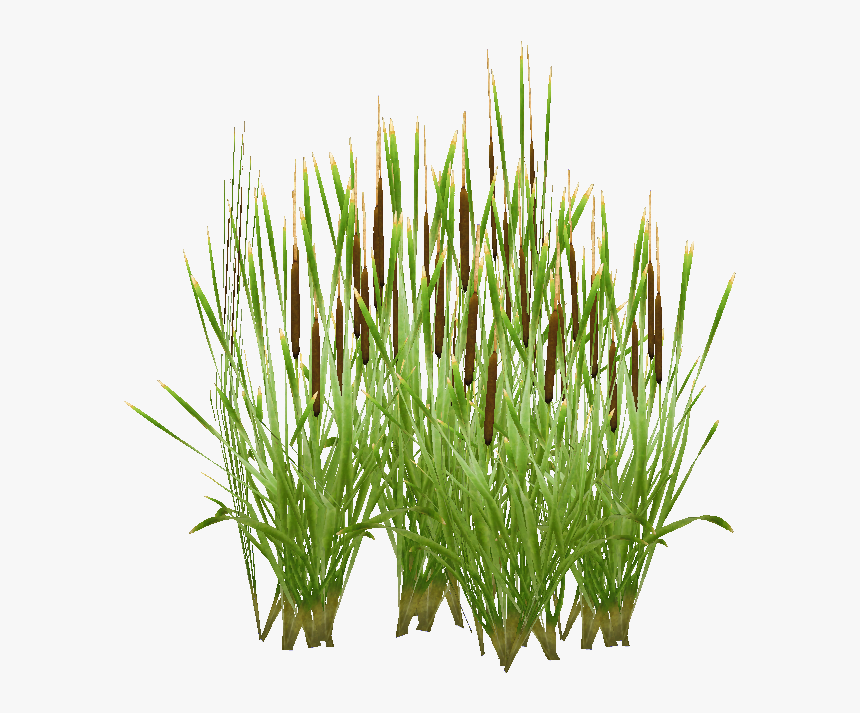 Typha, HD Png Download