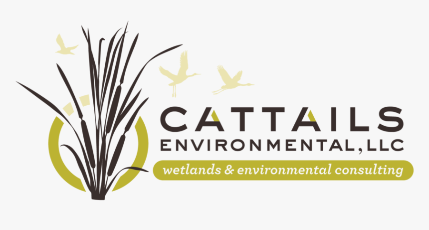 Transparent Cattail Png, Png Download