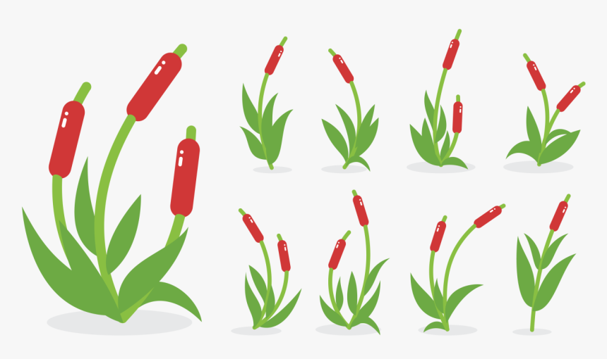 Cattail Vector Graphics Swamp Wetland Aquatic Plants, HD Png Download