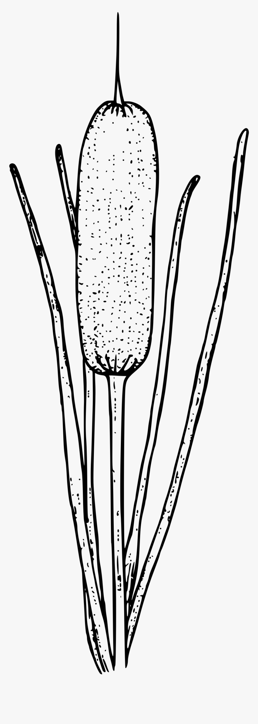 Cattail Clip Art Drawing Portable Network Graphics, HD Png Download