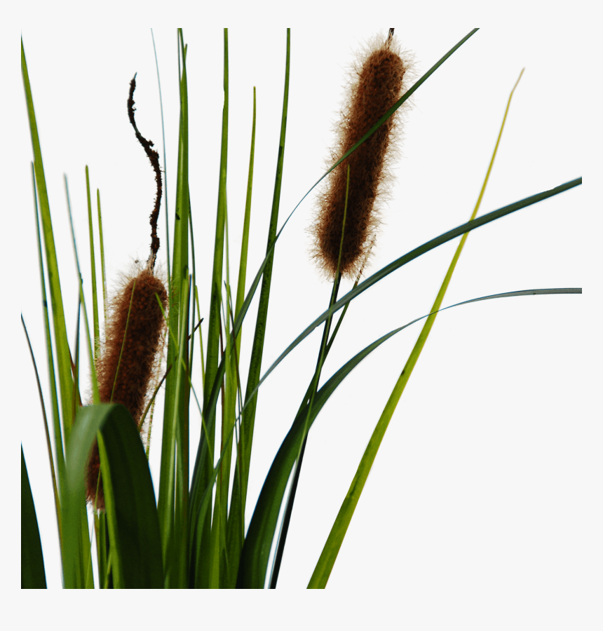 Flowerdutchess Cattail Detail, HD Png Download