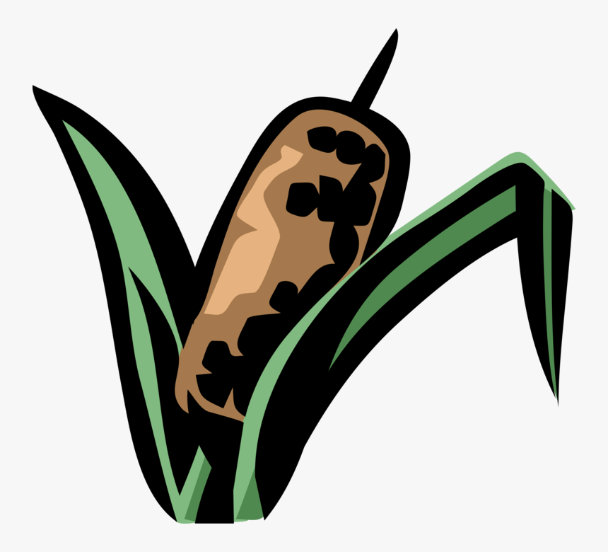 Vector Illustration Of Cattail Bulrushes Bulrush In, HD Png Download