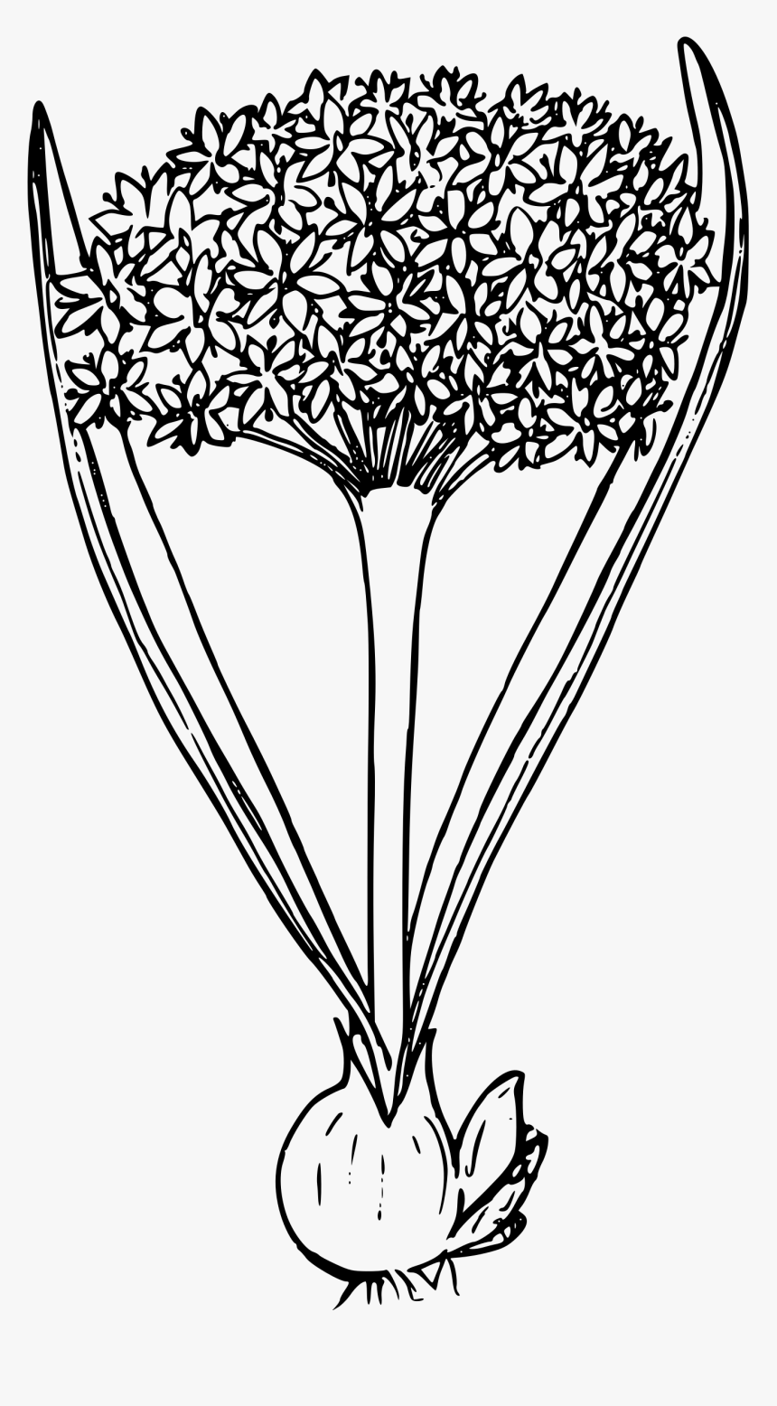 Plant Clipart Swamp, HD Png Download