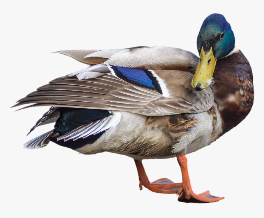 Drake Views Png, Transparent Png