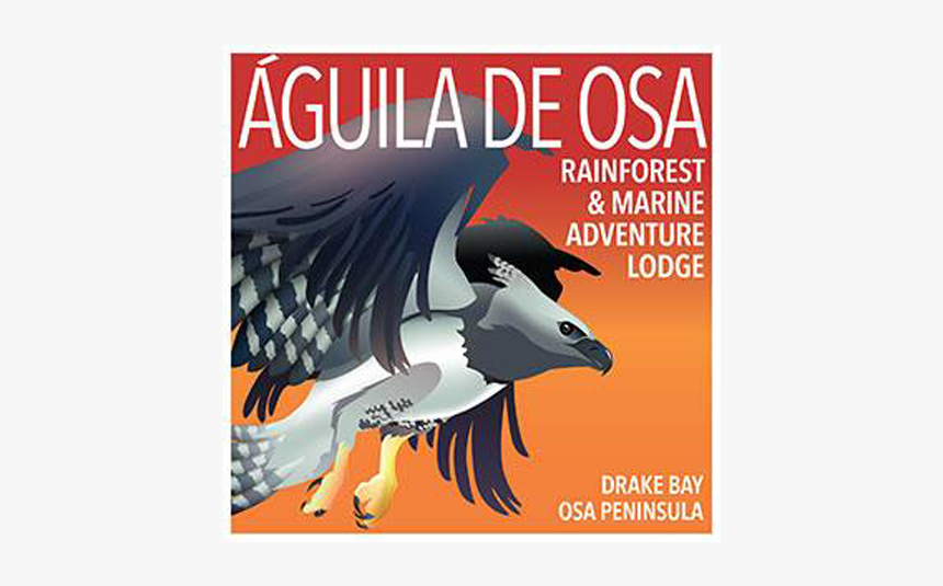 Águila De Osa Logo, HD Png Download