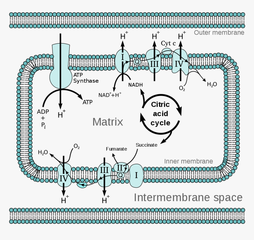 Minglee Png, Transparent Png