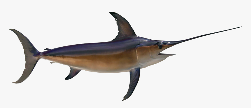 Swordfish, HD Png Download