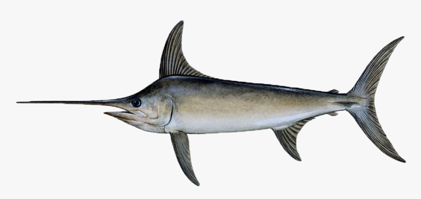 Swordfish Png, Transparent Png