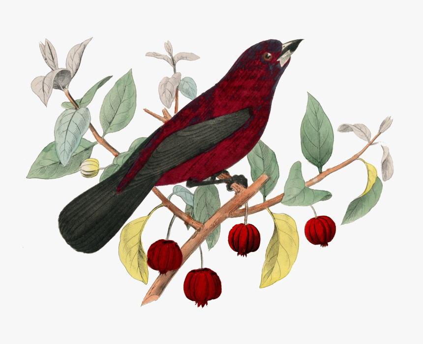 Fairy Bird Png Pic, Transparent Png