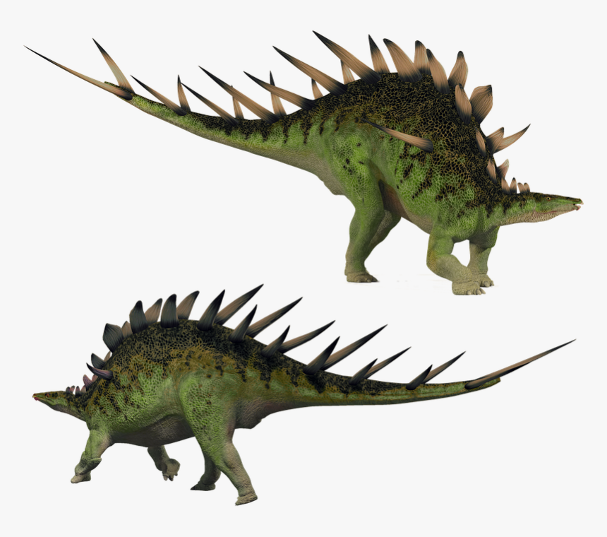 Stegosaurus, Kentrosaurus, Stegosaur, Dino, Dinosaur, HD Png Download