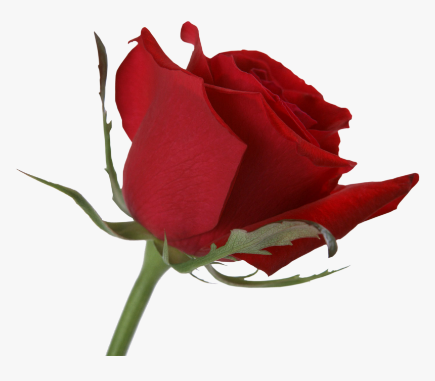 Rose .png, Transparent Png