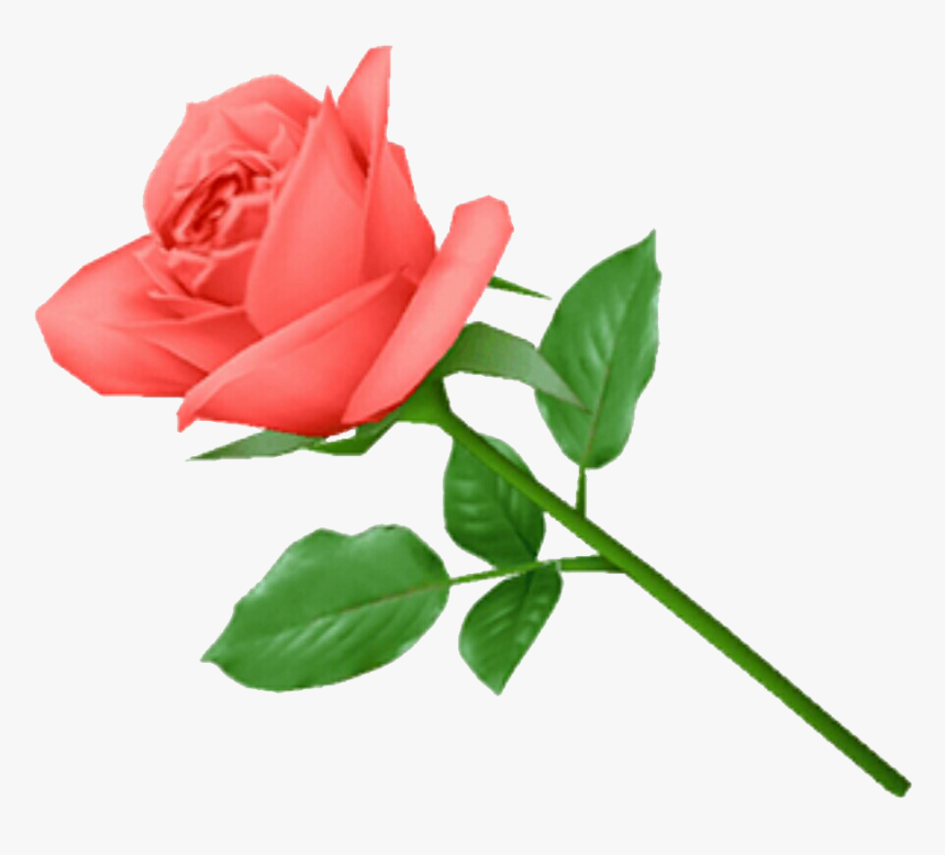 Rose .png, Transparent Png