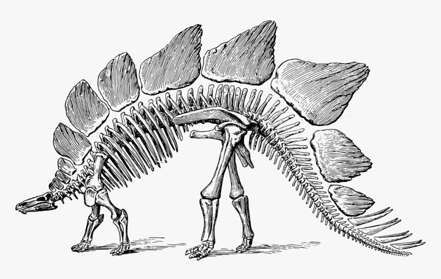 Stegosaurus, HD Png Download