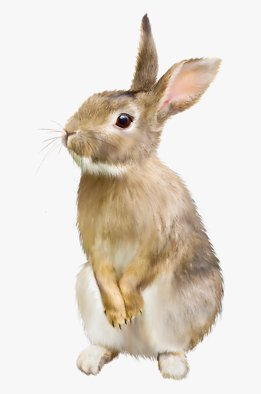 Rabbit.png, Transparent Png