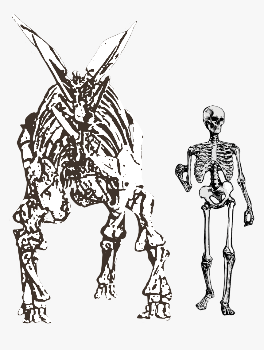 Stegosaurus Png, Transparent Png