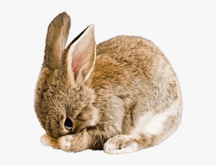 Rabbit.png, Transparent Png