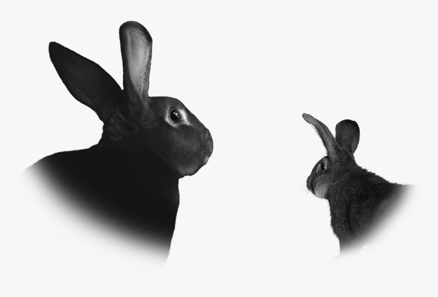 Rabbit.png, Transparent Png