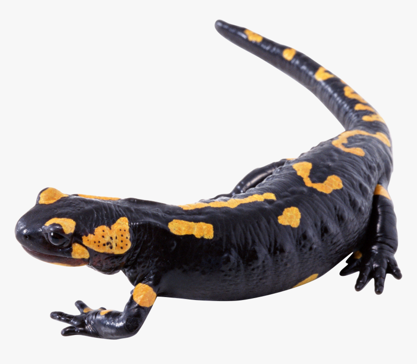 Transparent Lizard Tongue Png, Png Download