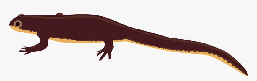 Salamander Png, Transparent Png