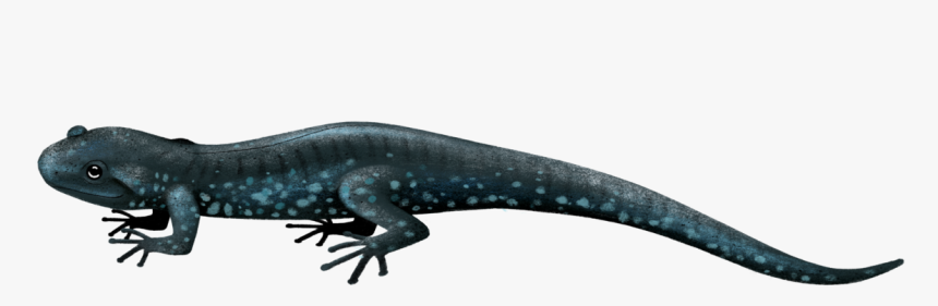 Salamander Png, Transparent Png
