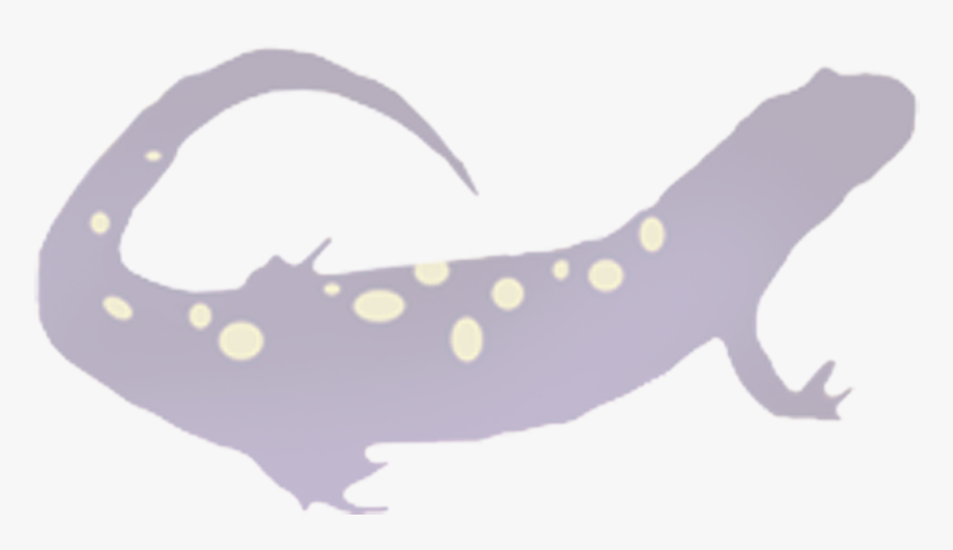 Salamander Png, Transparent Png