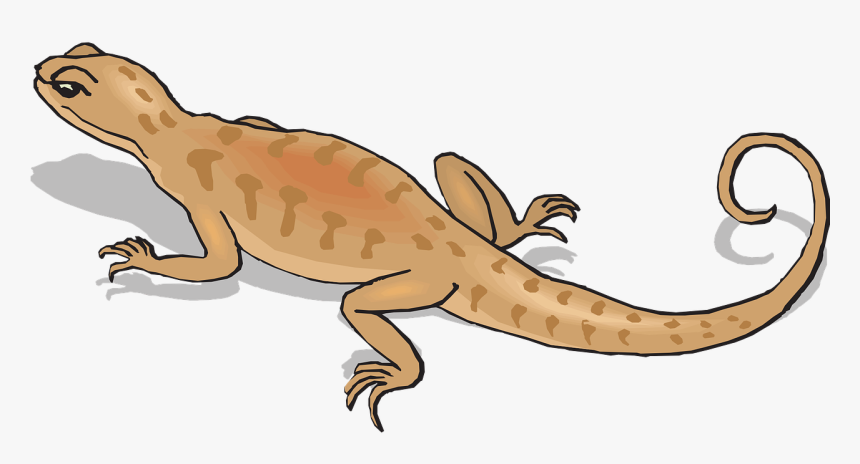 Salamander Png, Transparent Png