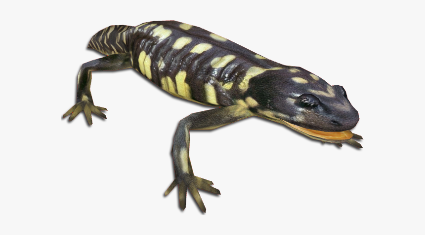 Salamander Png, Transparent Png