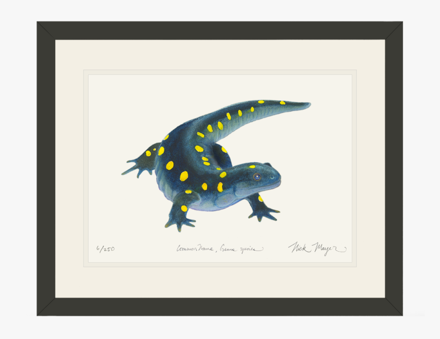 Yellow Spotted Salamander, HD Png Download