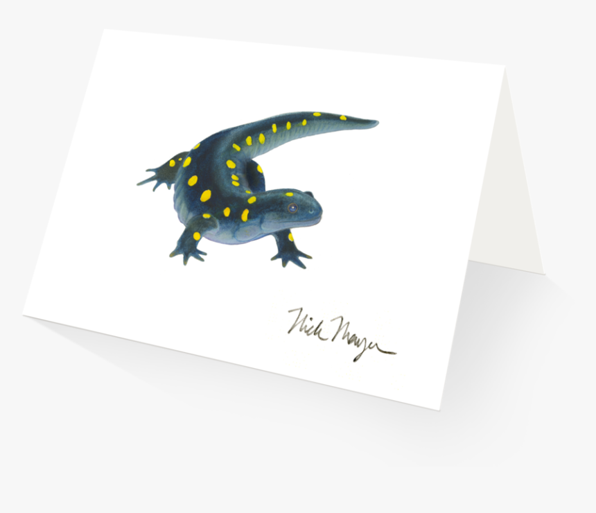 Yellow Spotted Salamander, HD Png Download