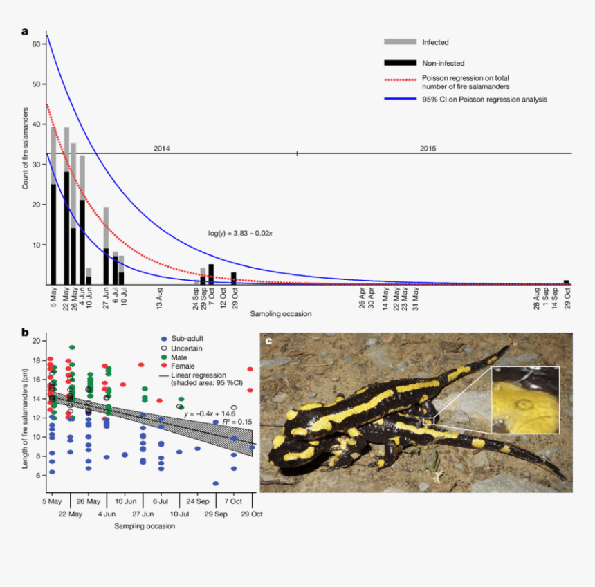 Salamander Png, Transparent Png