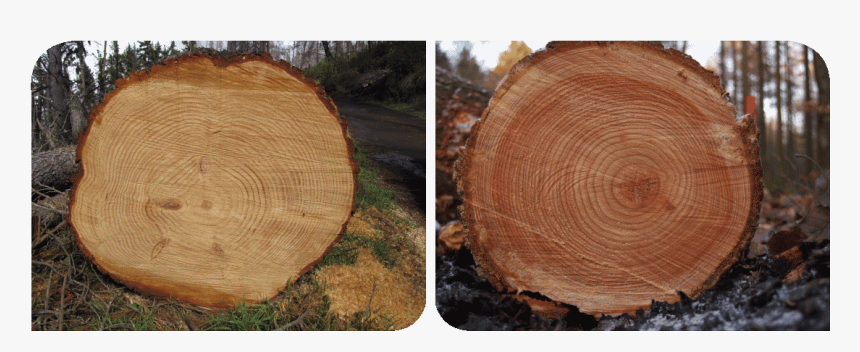 Stump Posining, HD Png Download