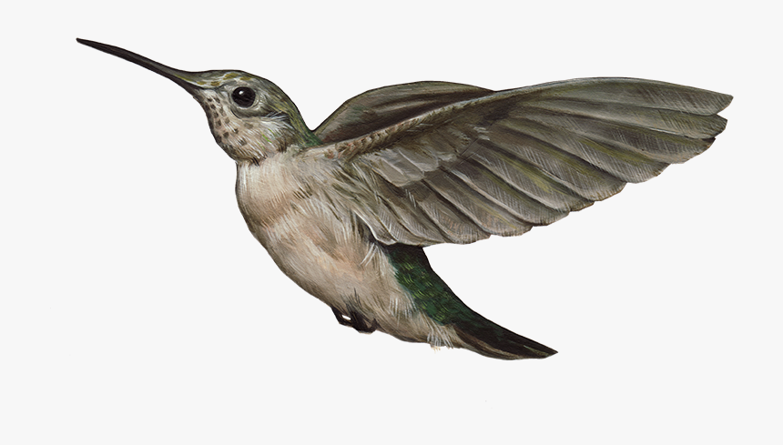 Humming Bird Png, Transparent Png