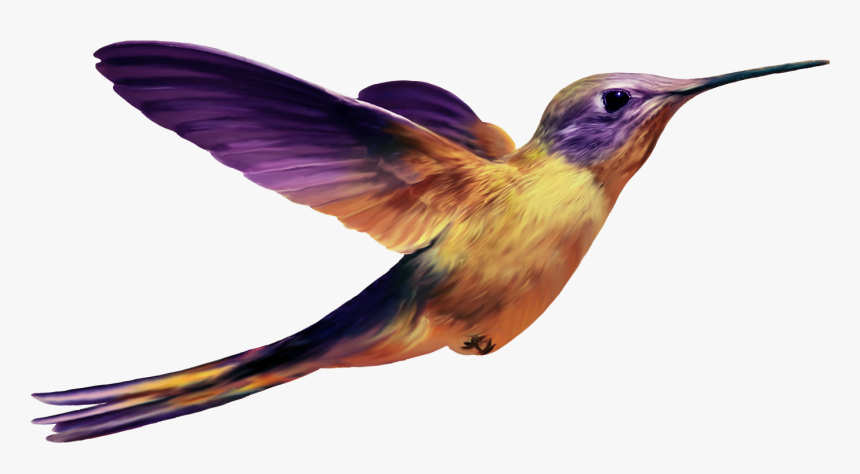 Hummingbird Png Image File, Transparent Png